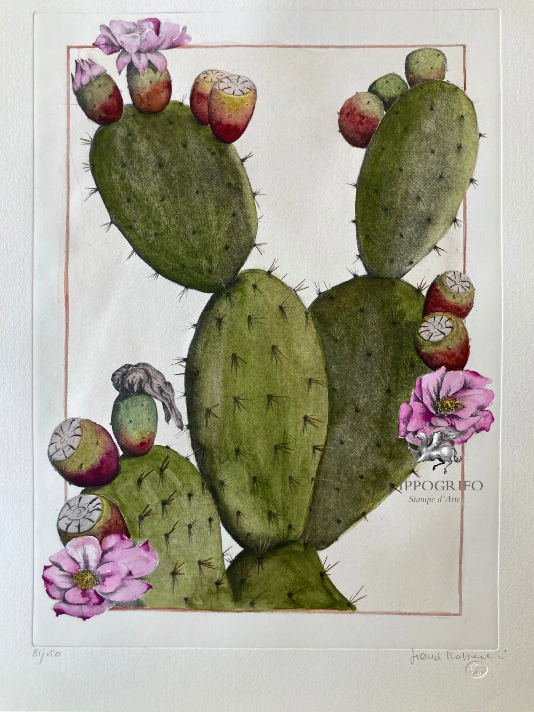 Cactus rosa