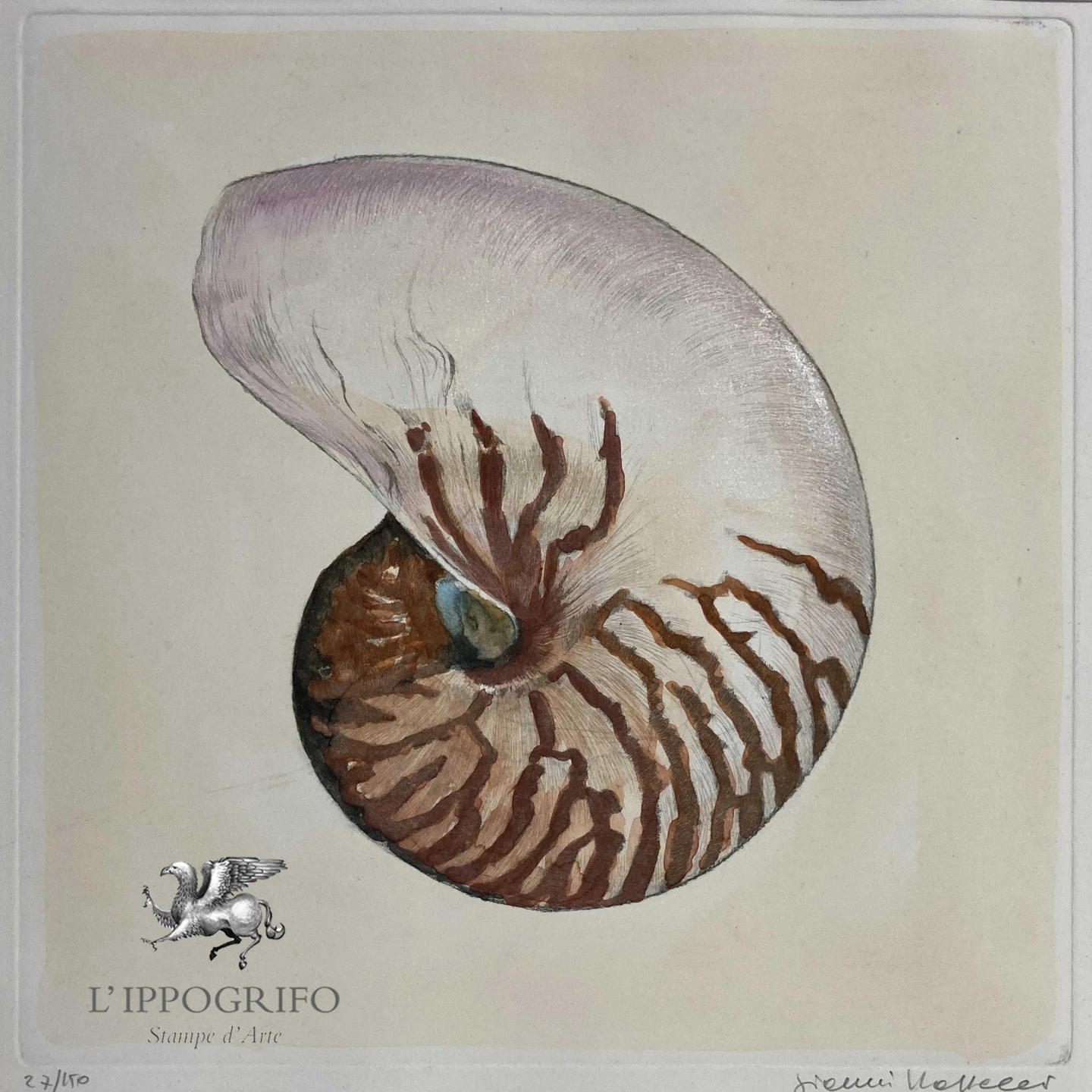 Conchiglia Nautilus