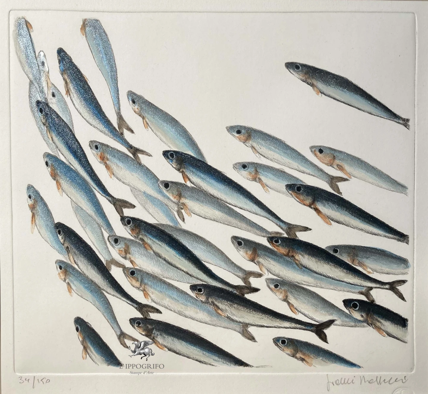 Sardines in group