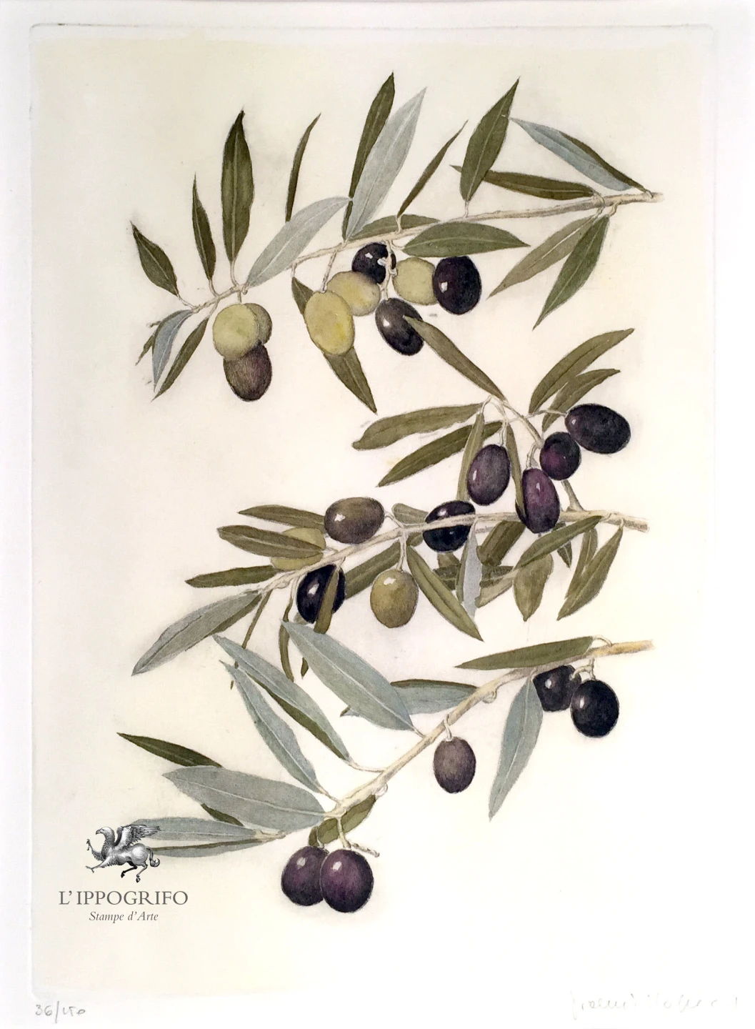 Olive branch