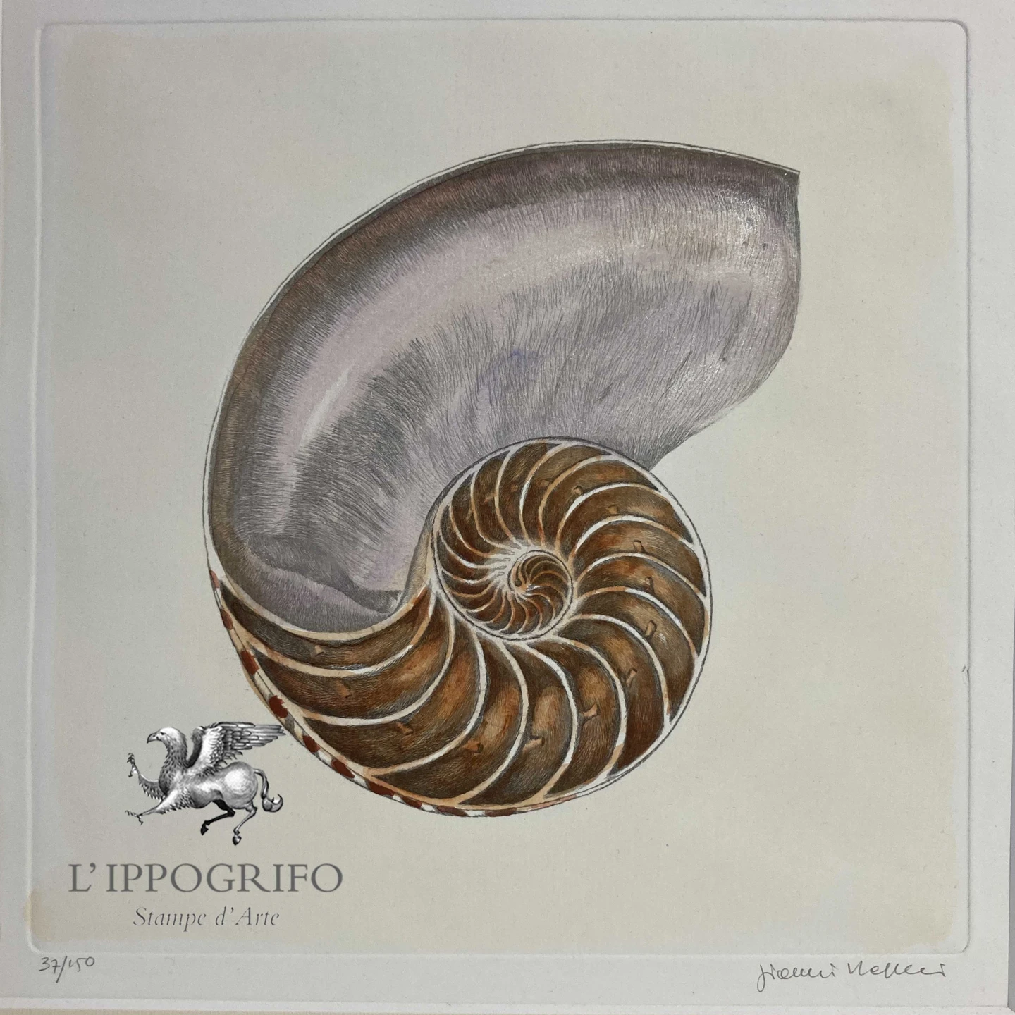 Nautilus Shell - Spiral