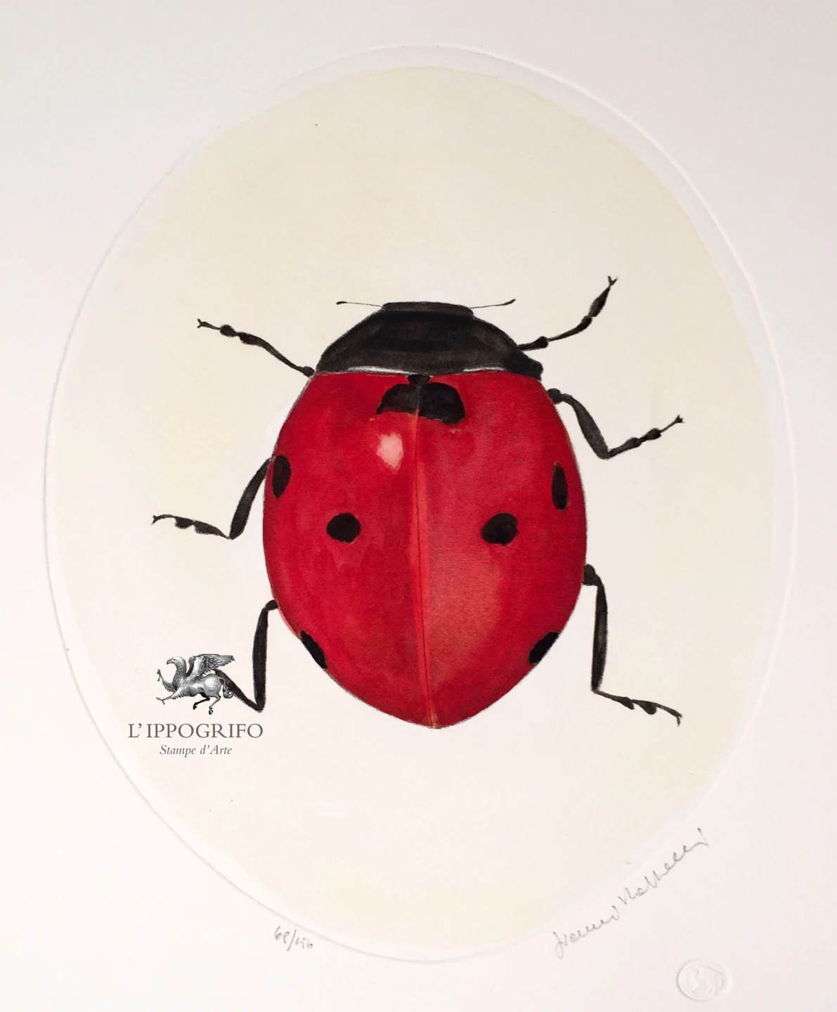 Ladybug