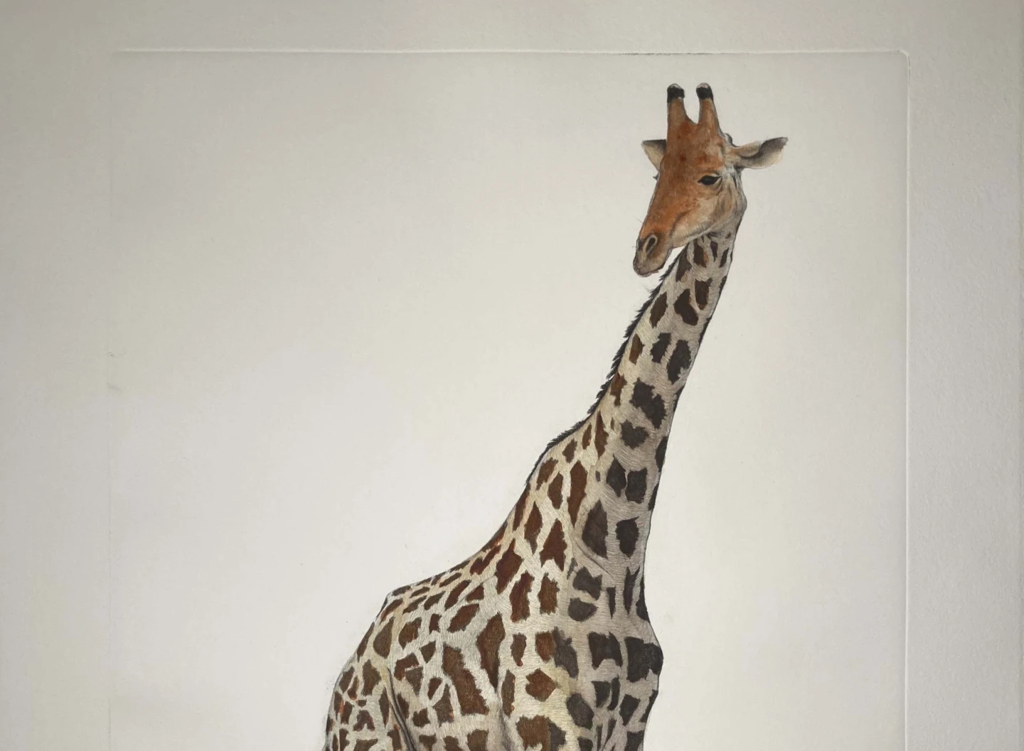 Giraffe