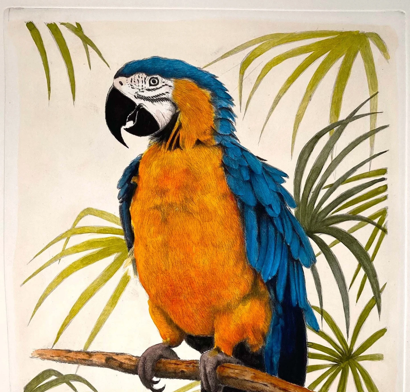 Parot