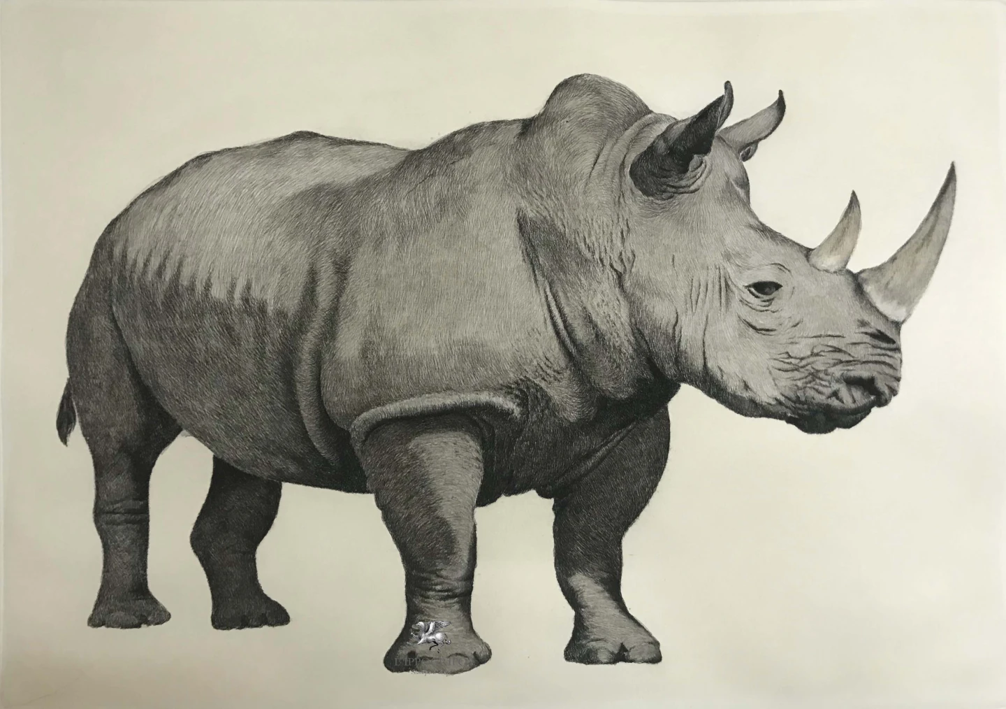 Rhinoceros