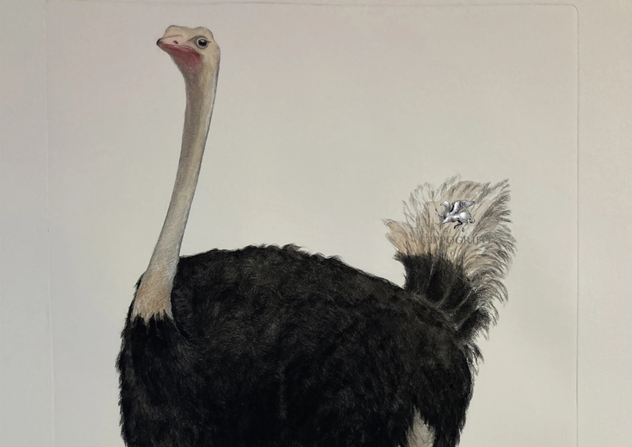 Ostrich