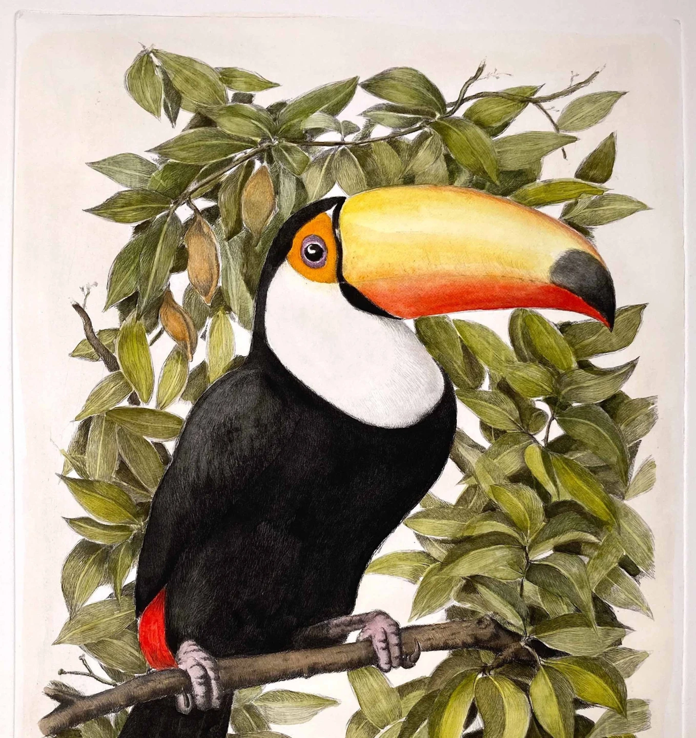 Toucan