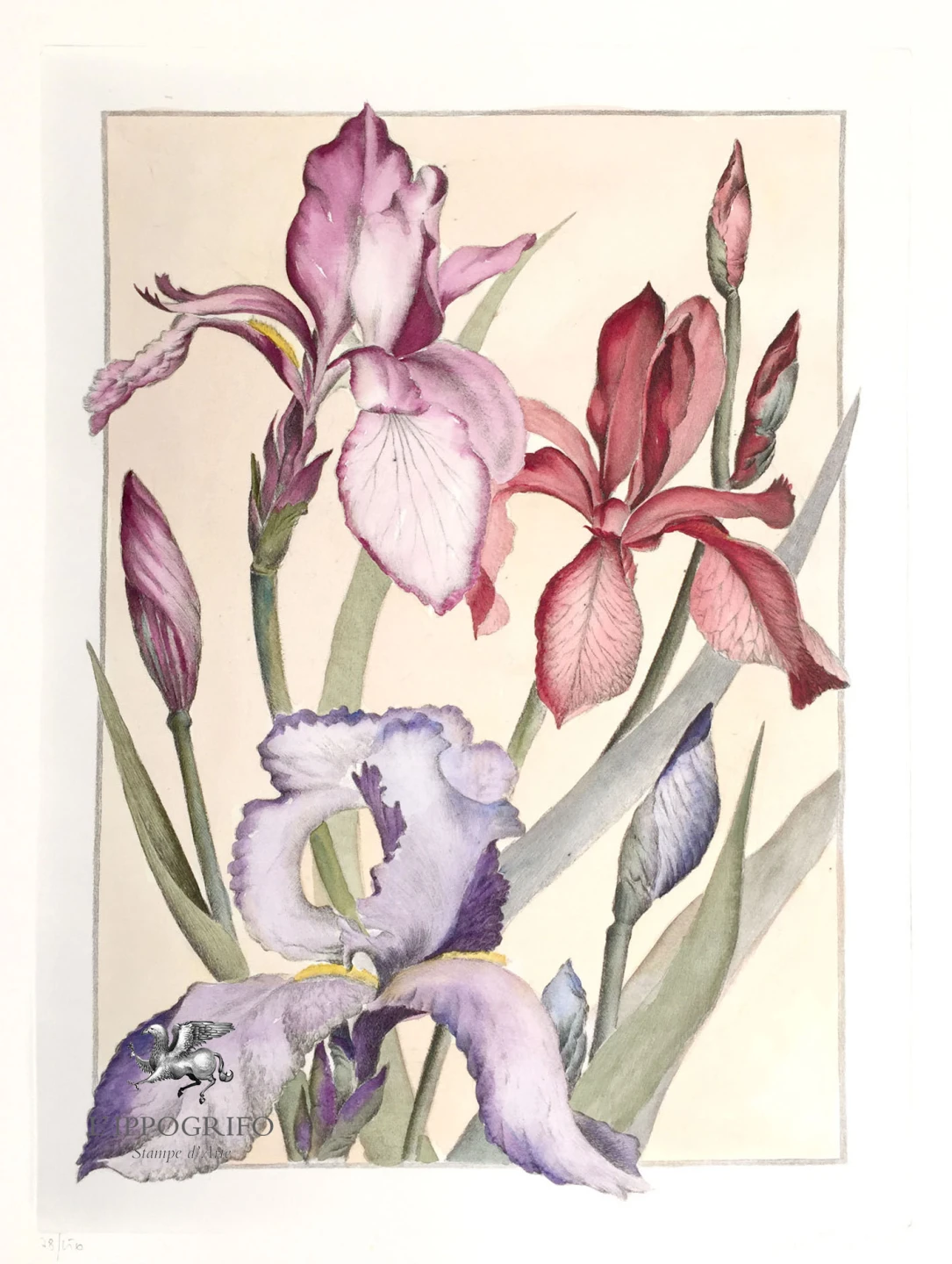 Iris