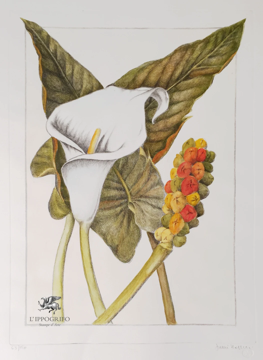 Calla