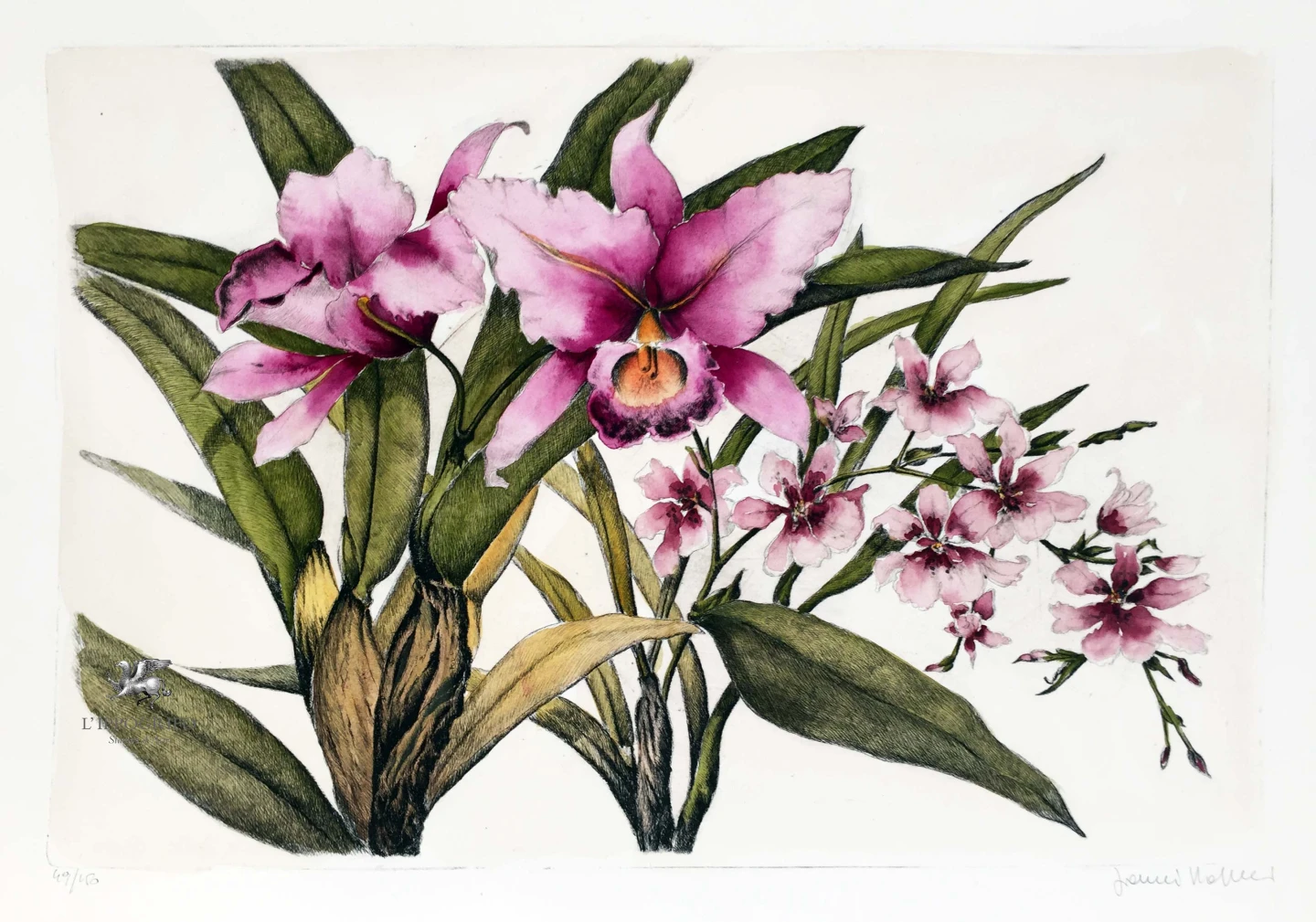Orchidee