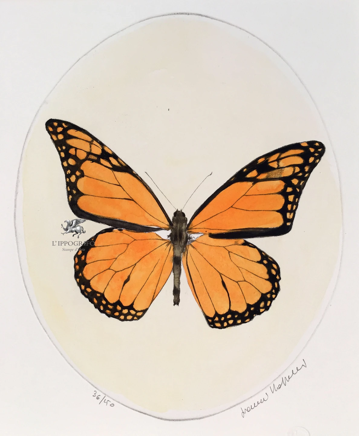 Farfalla monarca